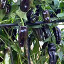 Perilla Pepper, 100 Seeds