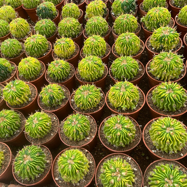 Echinofossulocactus multicostatus f. variegata Live Cactus