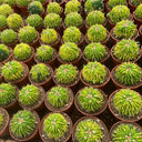 Echinofossulocactus multicostatus f. variegata Live Cactus
