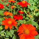 Mexican Sunflower, 200 Seeds