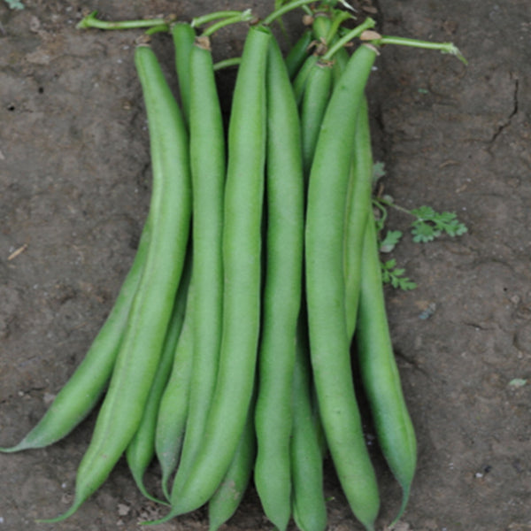 Pioneer Snap Bean Seeds, 5 × 10g Bags