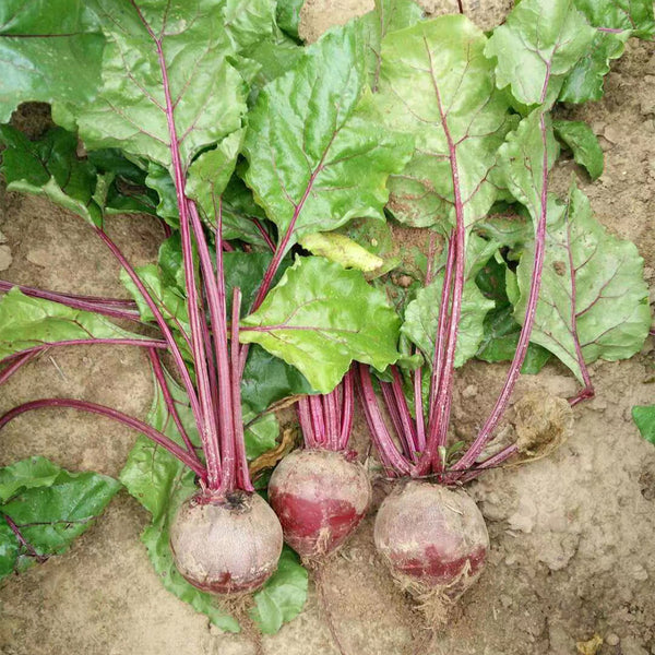 Globular Beetroot Seeds, 10g