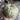 Man Tian Xing Gourd, 5 Seeds