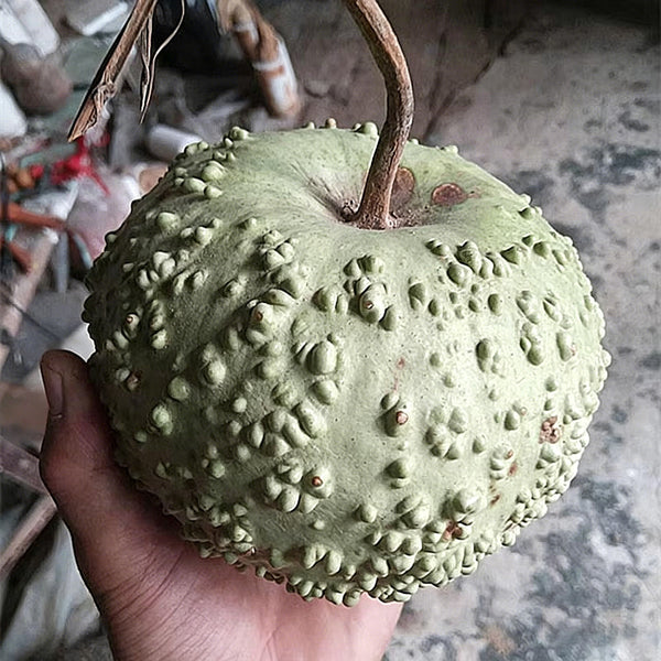 Man Tian Xing Gourd, 5 Seeds