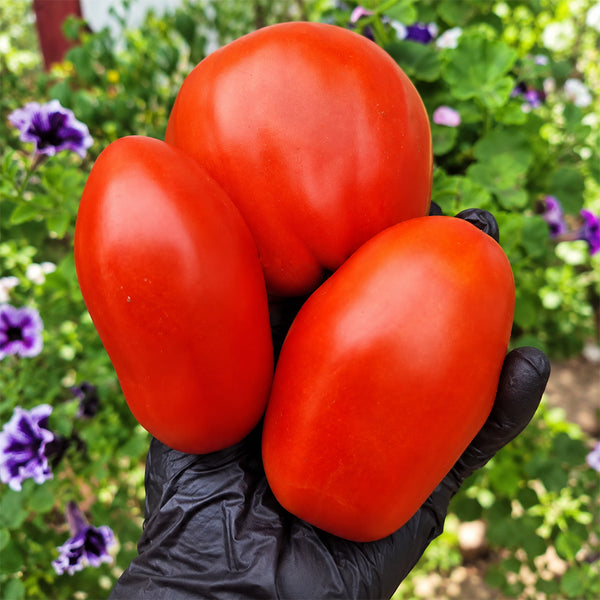 530 Perino Grosso Tomato, 5 Seeds