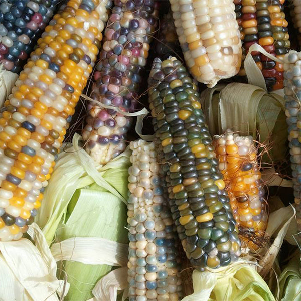 Glass Gem Corn, 50 Seeds
