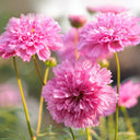 Double Pink Cosmos Seeds, 2g