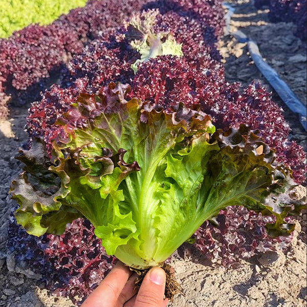 Red Loose-leaf Lettuce Seeds, 5g