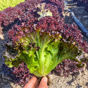 Red Loose-leaf Lettuce Seeds, 5g