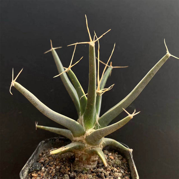 Leuchtenbergia principis, 4-5cm