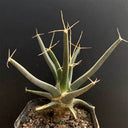 Leuchtenbergia principis, 4-5cm