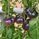7 Azure Giant Tomato, 5 Seeds