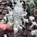Euphorbia mammillaris 'Variegata', 6-8cm