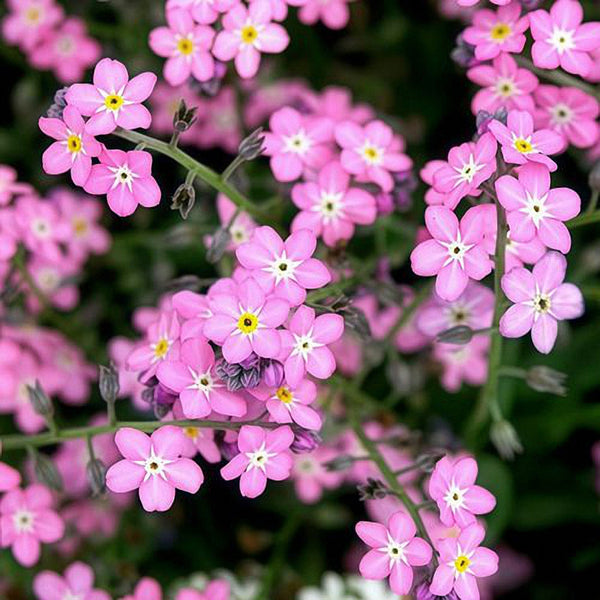 Pink Alpine forget-me-not Seeds, 200 Seeds