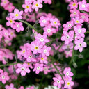Pink Alpine forget-me-not Seeds, 200 Seeds