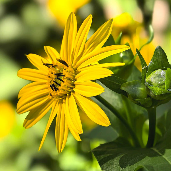 Cup Plant, 100 Seeds