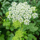 Hemsley's Hogweed Seeds, 100 Seeds