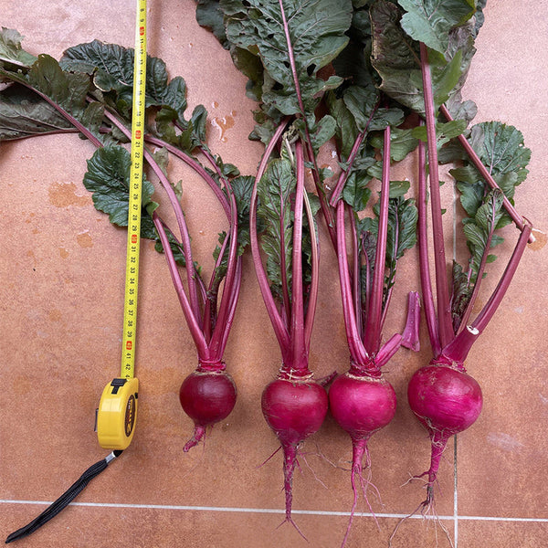 'Aizhenhong' Turnip Seeds, 5g