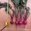 'Aizhenhong' Turnip Seeds, 5g