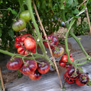 595 Blue Beauty Tomato, 5 Seeds
