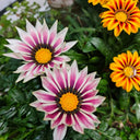 Gazania, 1g