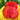 2 George Washington Tomato, 5 Seeds
