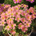 Oxalis obtusa Series Bulb - 'Loli', 10 Bulbs