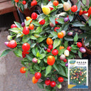 Pearl Multicolored Pepper Seeds, 100 Seeds