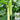 'Zhongnong Cuiyu No.4' Fruit Cucumber, 100 Seeds