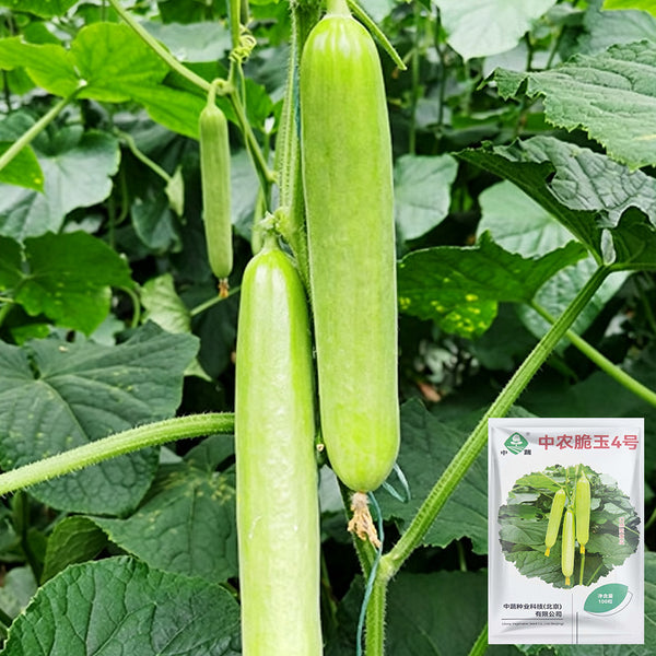 'Zhongnong Cuiyu No.4' Fruit Cucumber, 100 Seeds