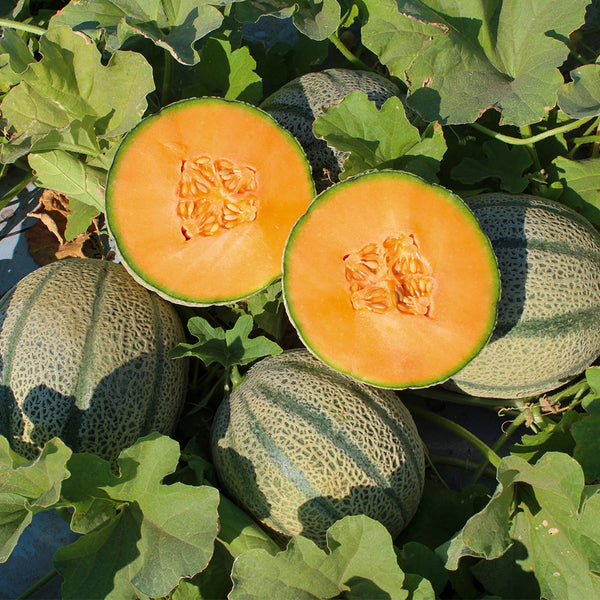 No.8 Red Cantaloupe Hybrid, 50 Seeds