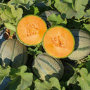 No.8 Red Cantaloupe Hybrid, 50 Seeds