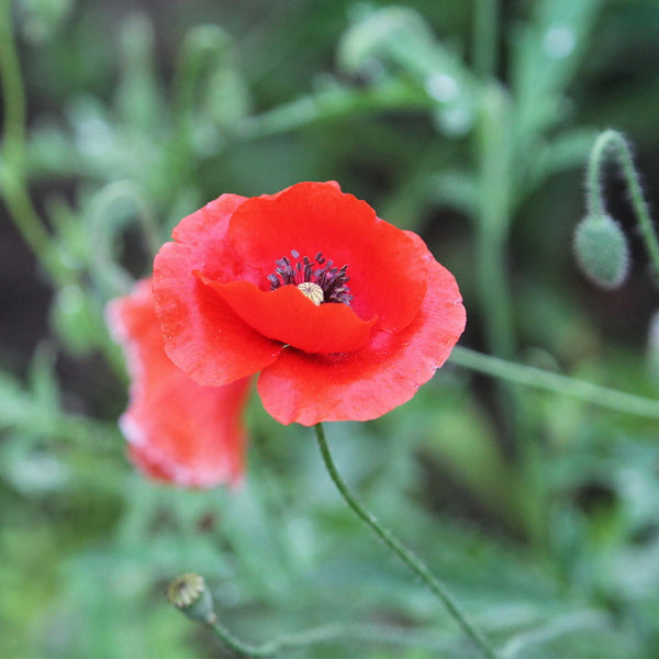 Hezhichun Field Poppy Seeds, 1g