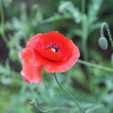 Hezhichun Field Poppy Seeds, 1g