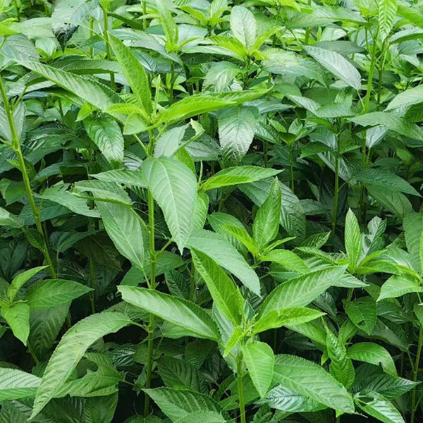 Jute (Corchorus capsularis L.), 100 Seeds