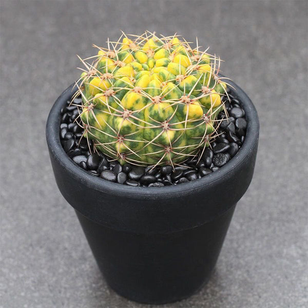 Variegated Gymnocalycium baldianum Live Cactus