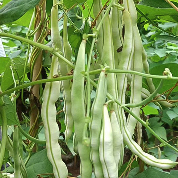 Continuously Harvestable Nine-grain White Kidney Bean Seeds, 5 × 10g Bags