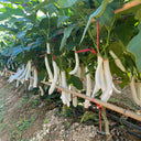 White 013 Eggplant, 20 Seeds