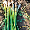 Leek Seeds, 2000 Seeds