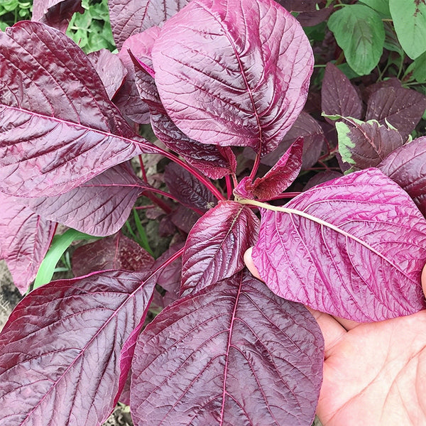 All-Red Round-Leaf Amaranth Seeds, 10g