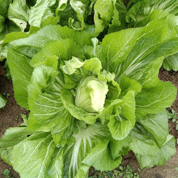 Jinlei Mustard Cabbage, 10g