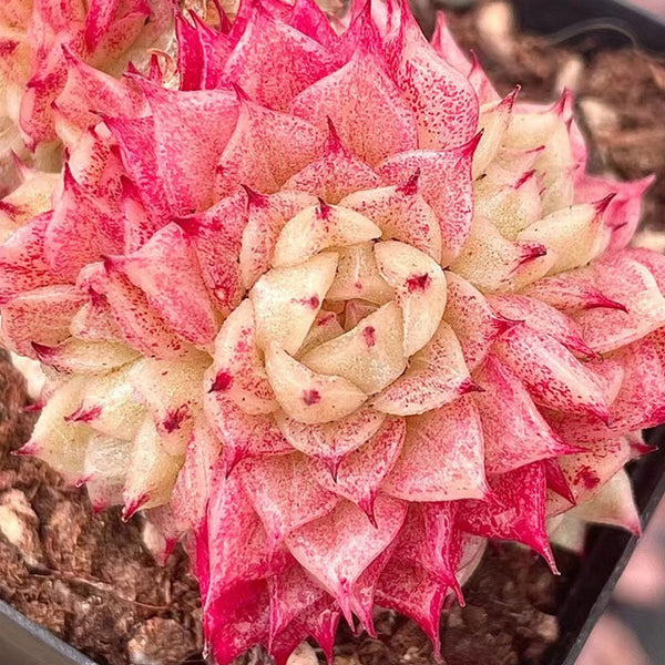 Echeveria 'Beninoturu', 2pcs x 1-head