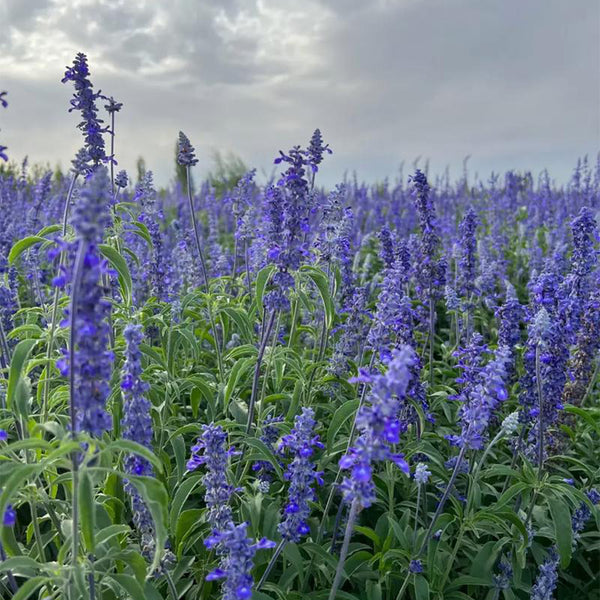 Blue Sage, 200 Seeds