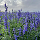 Blue Sage, 200 Seeds