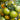 592 Kangaroo Paw Green Tomato, 5 Seeds