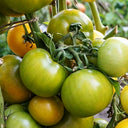 592 Kangaroo Paw Green Tomato, 5 Seeds