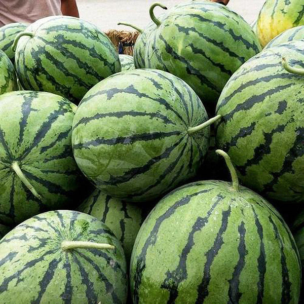 Snow Pear White Watermelon Seeds, 10g