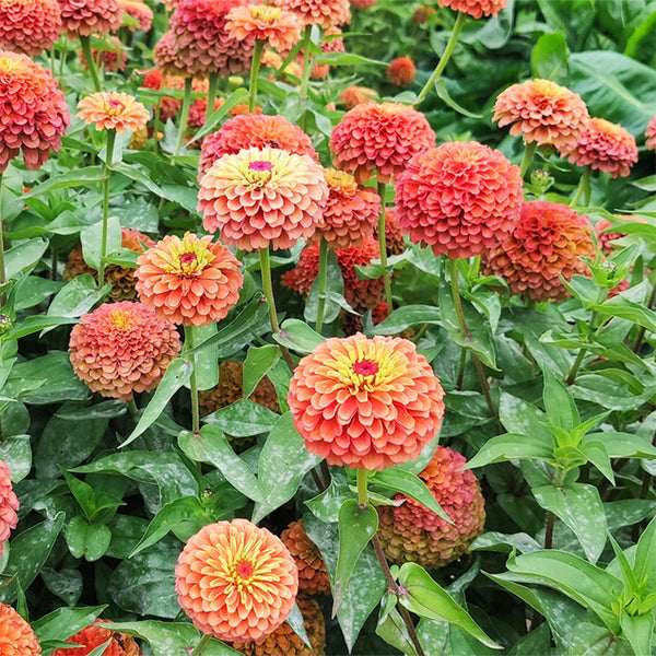 He Zhi Chun Zinnia elegans Seeds, 5g
