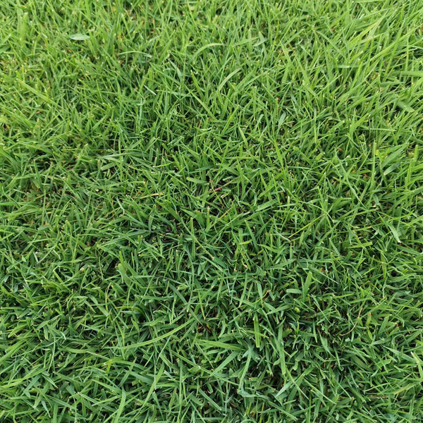 Green Joy Perennial Ryegrass Seeds, 200g
