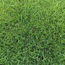 Green Joy Perennial Ryegrass Seeds, 200g